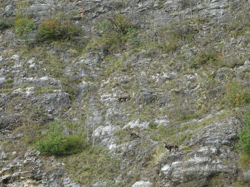 Rupicapra rupicapra.....dal Trentino Alto Adige